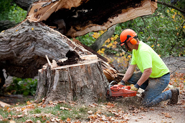 Best Tree Health Inspection  in Landing, NJ