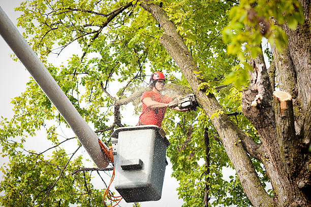 Best Tree Trimming and Pruning  in Landing, NJ